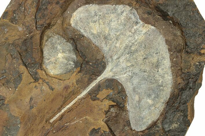 Paleocene Fossil Ginkgo Leaf and Fruit - North Dakota #271095